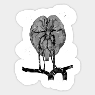 Brain and brainstem Sticker